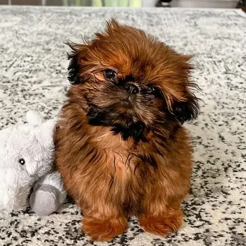 Chewy